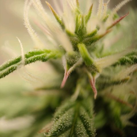 Royal Bluematic growlog timeline photo