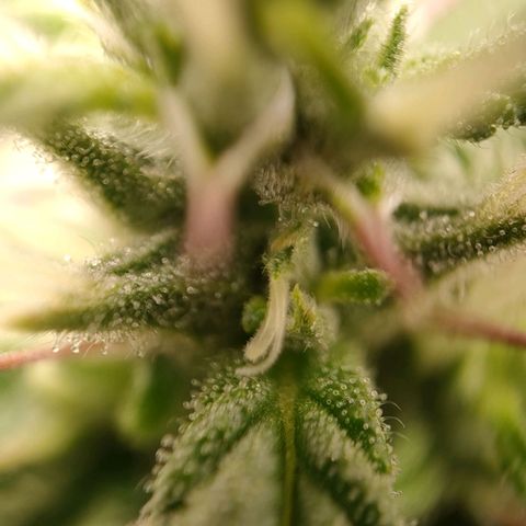 Royal Bluematic growlog timeline photo