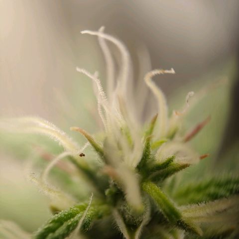 Royal Bluematic growlog timeline photo