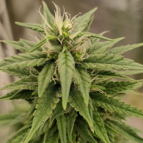 Royal Bluematic growlog timeline photo