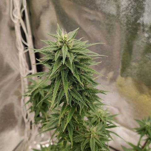 Royal Bluematic growlog timeline photo