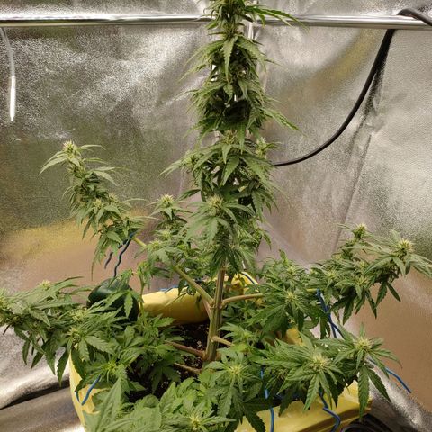 Royal Bluematic growlog timeline photo