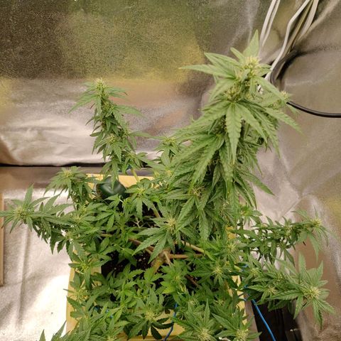 Royal Bluematic growlog timeline photo
