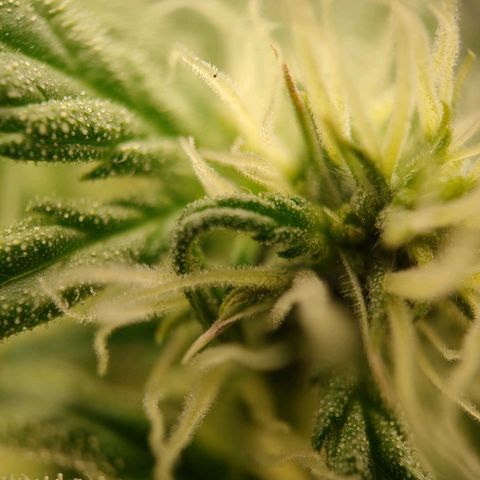 Royal Bluematic growlog timeline photo