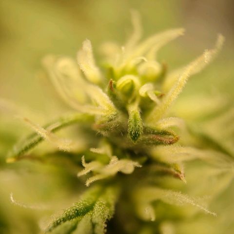 Royal Bluematic growlog timeline photo