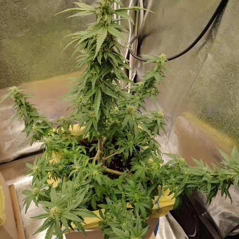 Royal Bluematic growlog timeline photo