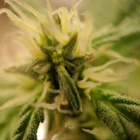 Royal Bluematic growlog timeline photo