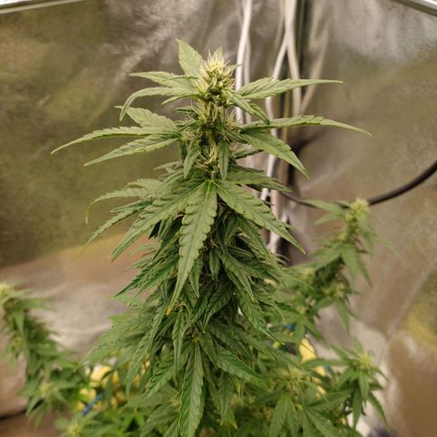 Royal Bluematic growlog timeline photo