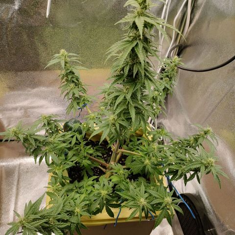 Royal Bluematic growlog timeline photo