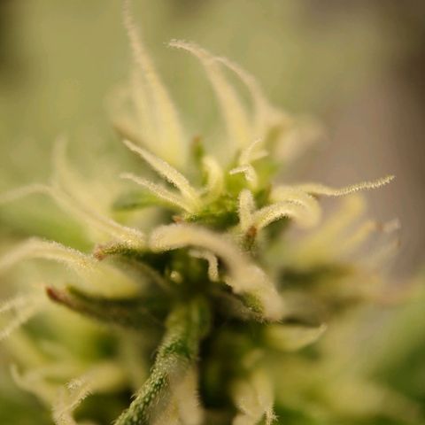 Royal Bluematic growlog timeline photo