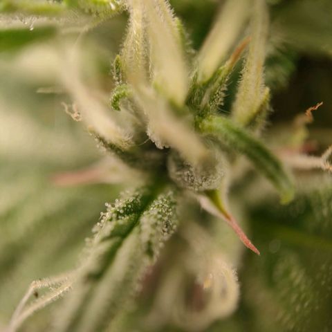 Royal Bluematic growlog timeline photo
