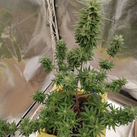 Royal Bluematic growlog timeline photo