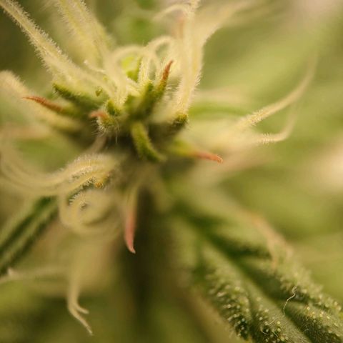 Royal Bluematic growlog timeline photo