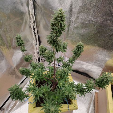 Royal Bluematic growlog timeline photo