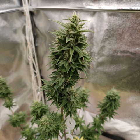 Royal Bluematic growlog timeline photo
