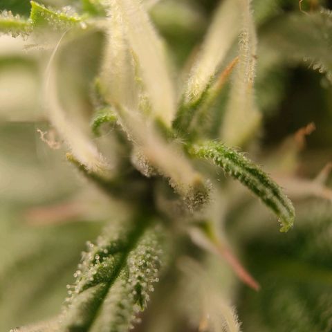 Royal Bluematic growlog timeline photo