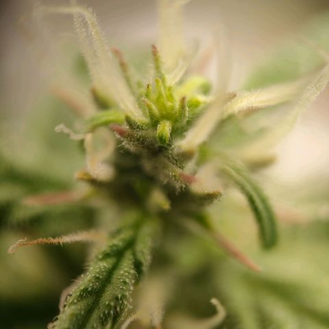 Royal Bluematic growlog timeline photo