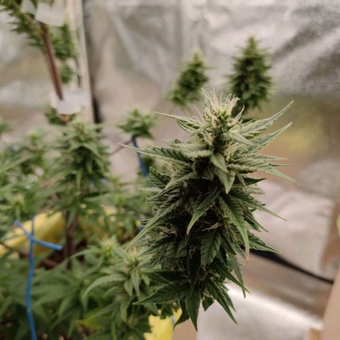 Royal Bluematic growlog timeline photo