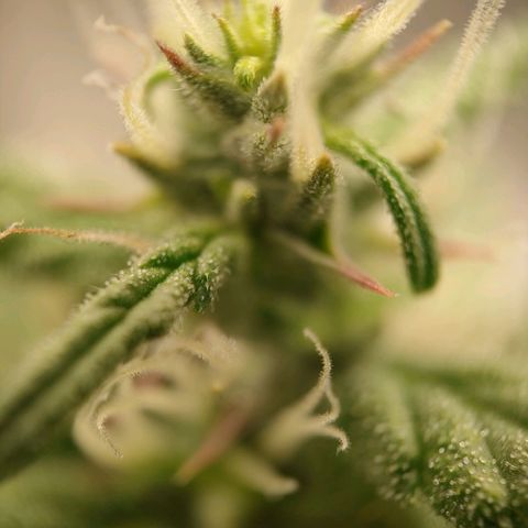 Royal Bluematic growlog timeline photo