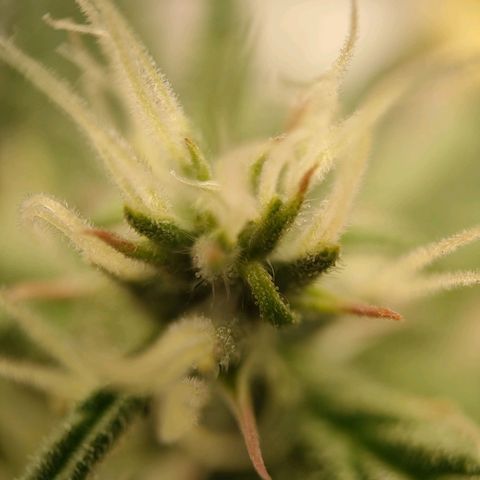 Royal Bluematic growlog timeline photo