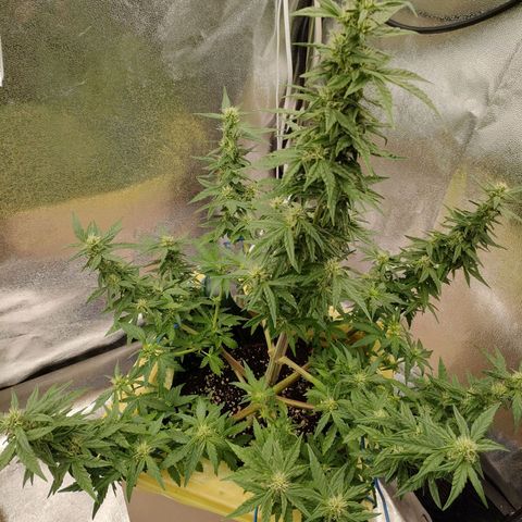 Royal Bluematic growlog timeline photo