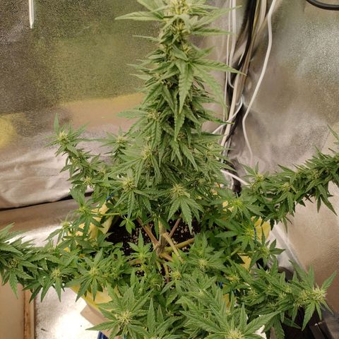 Royal Bluematic growlog timeline photo