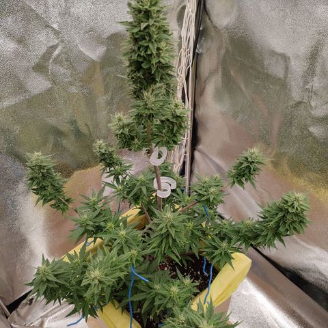 Royal Bluematic growlog timeline photo