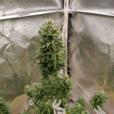 Royal Bluematic growlog timeline photo