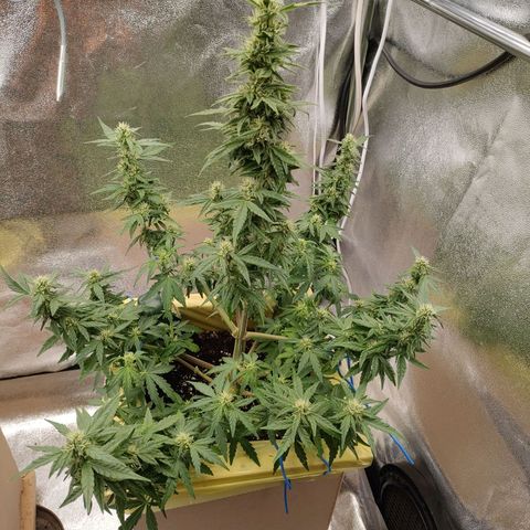 Royal Bluematic growlog timeline photo