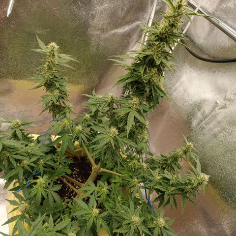 Royal Bluematic growlog timeline photo