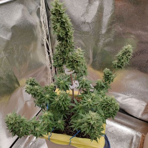 Royal Bluematic growlog timeline photo