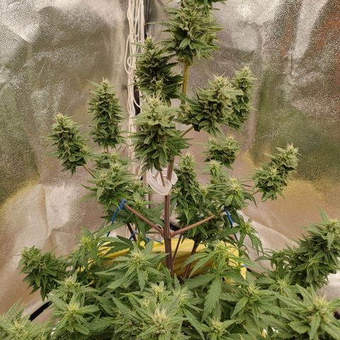 Royal Bluematic growlog timeline photo