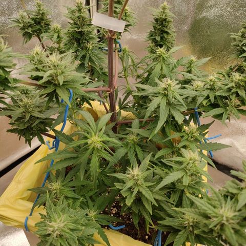 Royal Bluematic growlog timeline photo