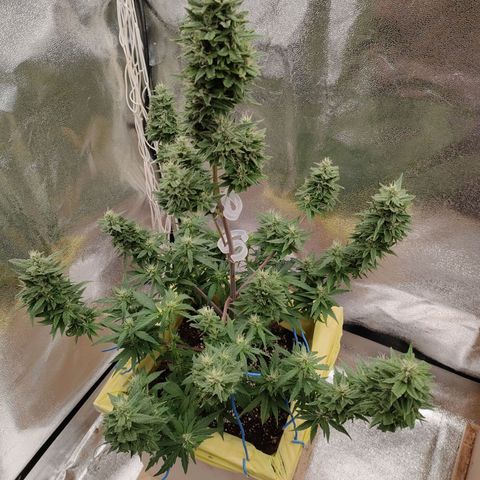 Royal Bluematic growlog timeline photo