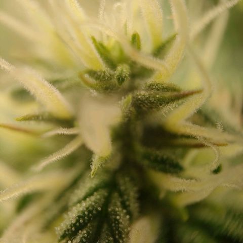 Royal Bluematic growlog timeline photo