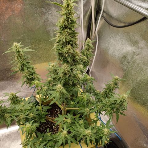 Royal Bluematic growlog timeline photo