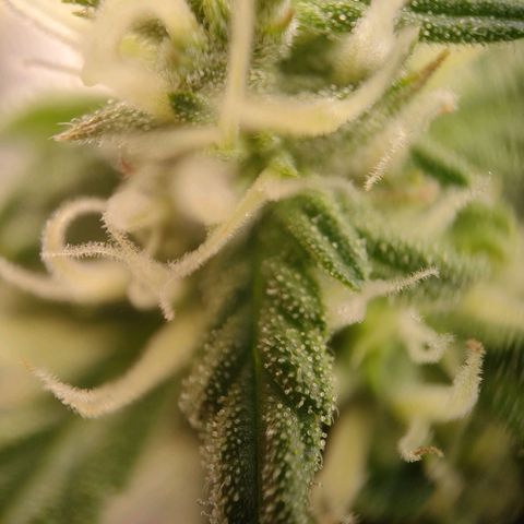 Royal Bluematic growlog timeline photo