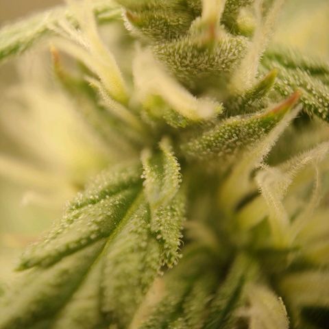 Royal Bluematic growlog timeline photo