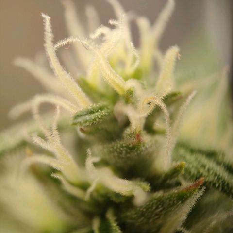Royal Bluematic growlog timeline photo