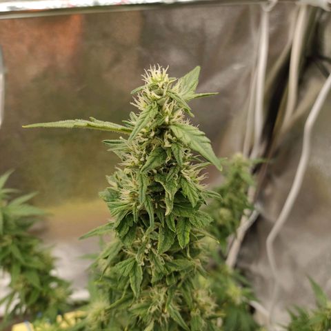 Royal Bluematic growlog timeline photo