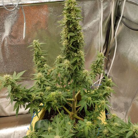 Royal Bluematic growlog timeline photo