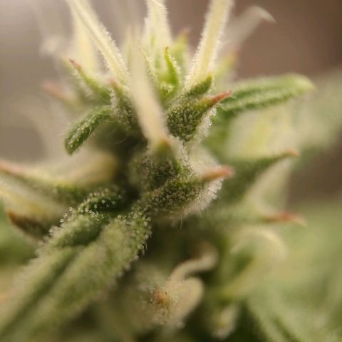 Royal Bluematic growlog timeline photo