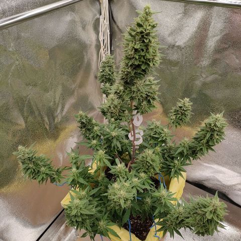Royal Bluematic growlog timeline photo