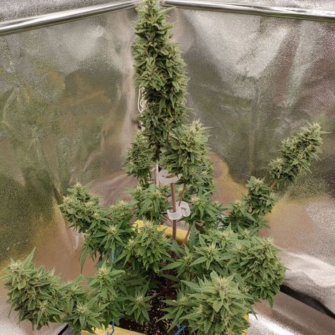 Royal Bluematic growlog timeline photo