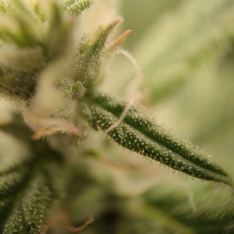 Royal Bluematic growlog timeline photo