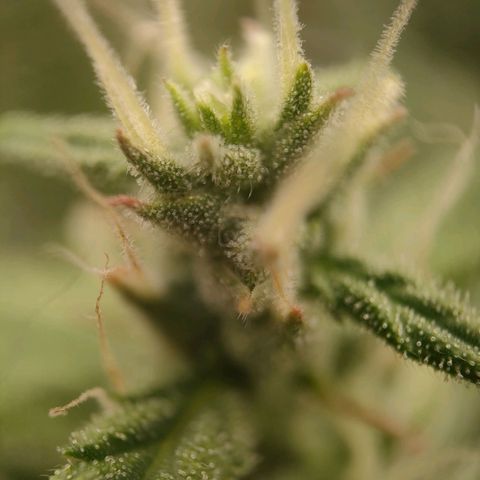 Royal Bluematic growlog timeline photo