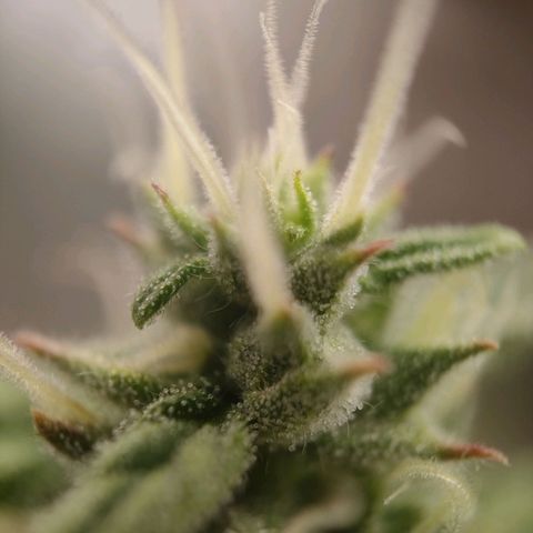 Royal Bluematic growlog timeline photo