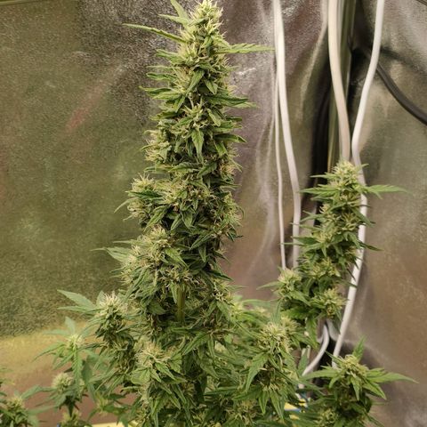 Royal Bluematic growlog timeline photo