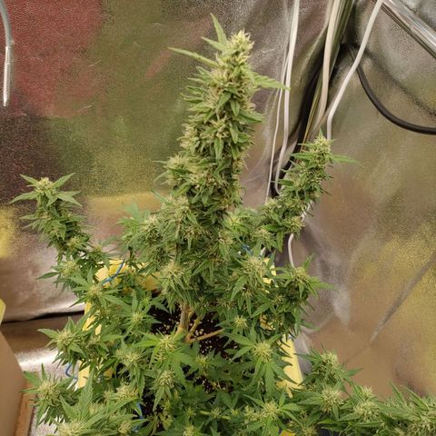 Royal Bluematic growlog timeline photo