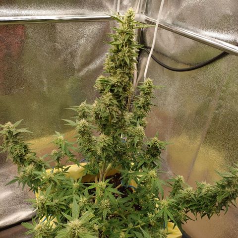 Royal Bluematic growlog timeline photo